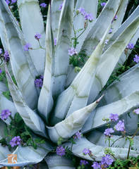 Agave and Phacelia