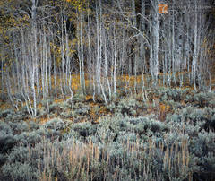 Aspens and Sagebrush