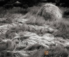 Windblown Grass