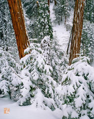 Incense Cedar