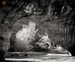 Coyote Natural Bridge