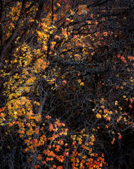 Canyon Maple