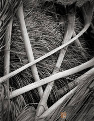 Fallen Palm Fronds and Grass