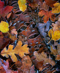 Decaying Birch and Frosted Autumn Leaves