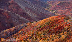 Painted Landscape