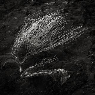 Banshee
