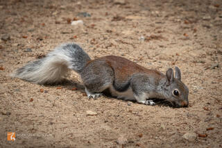 photo, picture, fine art, photograph, Mount Graham red squirrel, Tamiasciurus fremonti grahamens, Arizona, Pinaleño Mountains...
