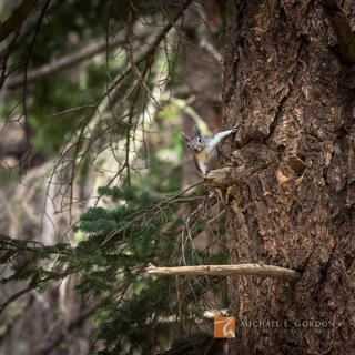 photo, picture, fine art, photograph, Mount Graham red squirrel, Tamiasciurus fremonti grahamens, Arizona, Pinaleño Mountains...