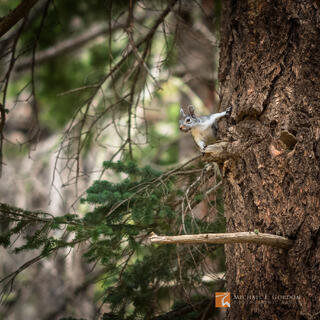 Mount Graham Red Squirrel (Tamiasciurus fremonti grahamensis)