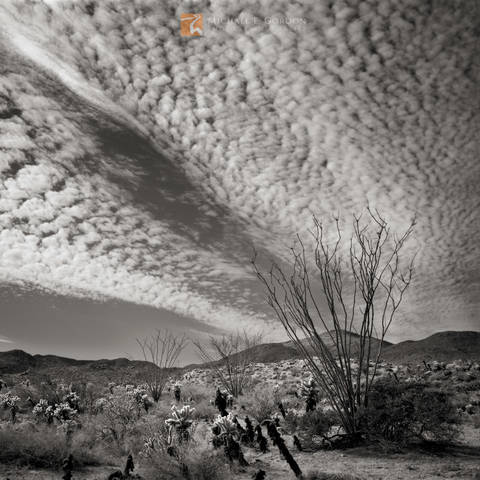 Radiant Ocotillo