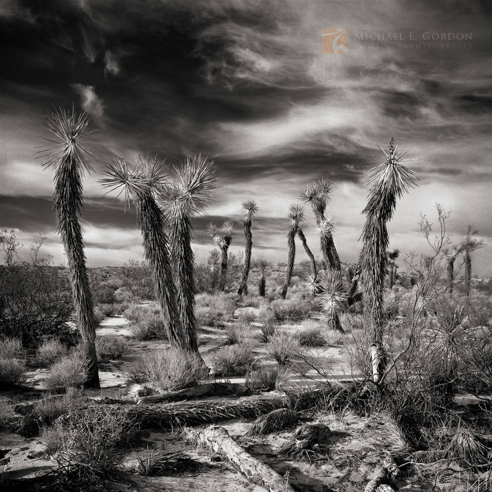 Joshua Trees, Indian Summer Sky