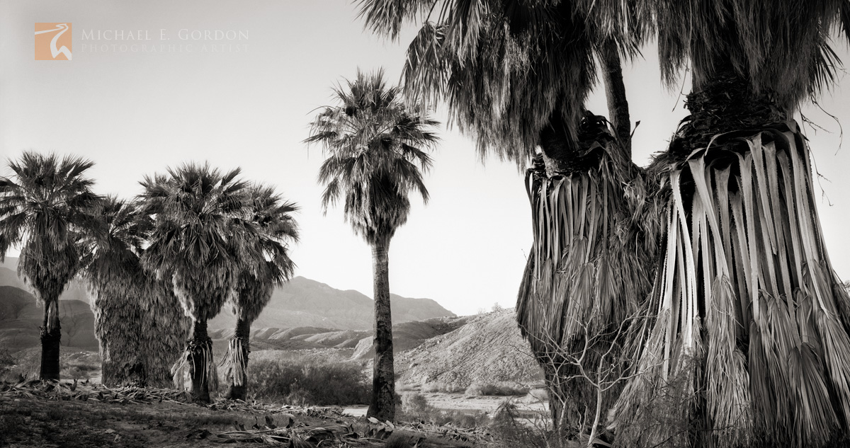 A wild and native&nbsp;Desert Palm Oasis (Washingtonia filifera)&nbsp;in the Colorado (Sonoran) Desert.&nbsp; Logos and watermarks...