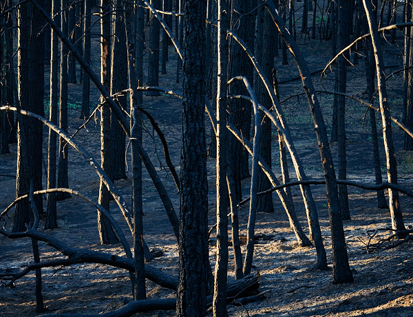 A dead and blackened forest, courtesy of the Day Fire. Photographed while on assignment for The Wilderness Society.
