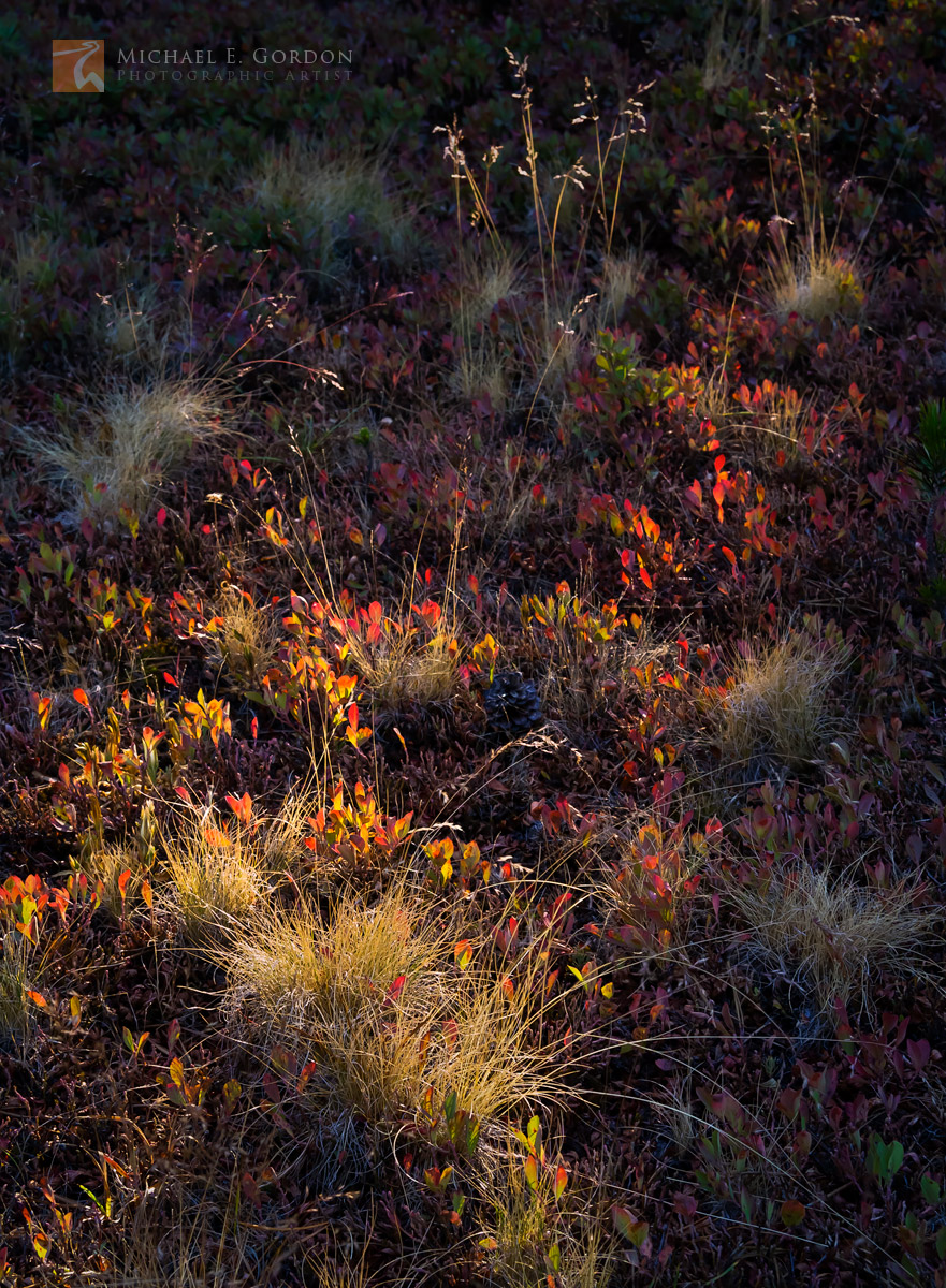 A shaft of light cuts through autumn-hued Brewer's Reedgrass (Calamagrostis breweri) and Dwarf Huckleberry (Vaccinium caespitosum...