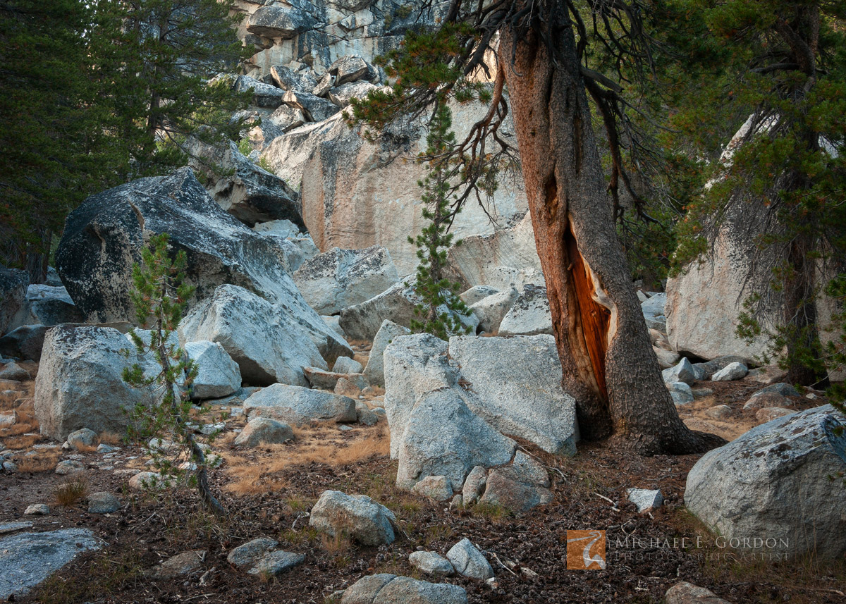 An old weathered Lodgepole Pine (Pinus contorta) stands among young saplings in a beautiful granite rock garden. Yosemite National...