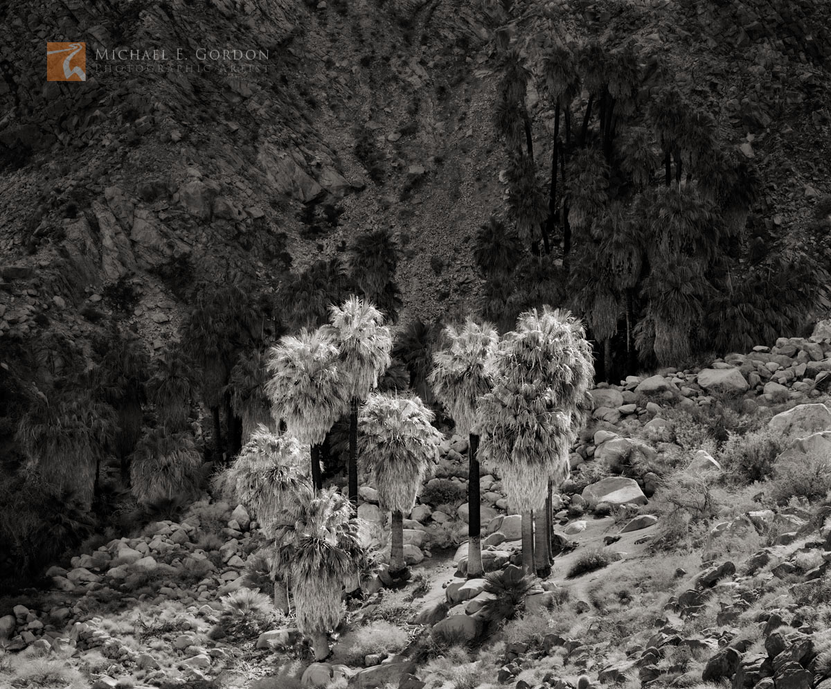 The wild and native Fortynine (49)&nbsp;Palms Oasis (Washingtonia filifera) in the Colorado (Sonoran) Desert.  Logos and watermarks...