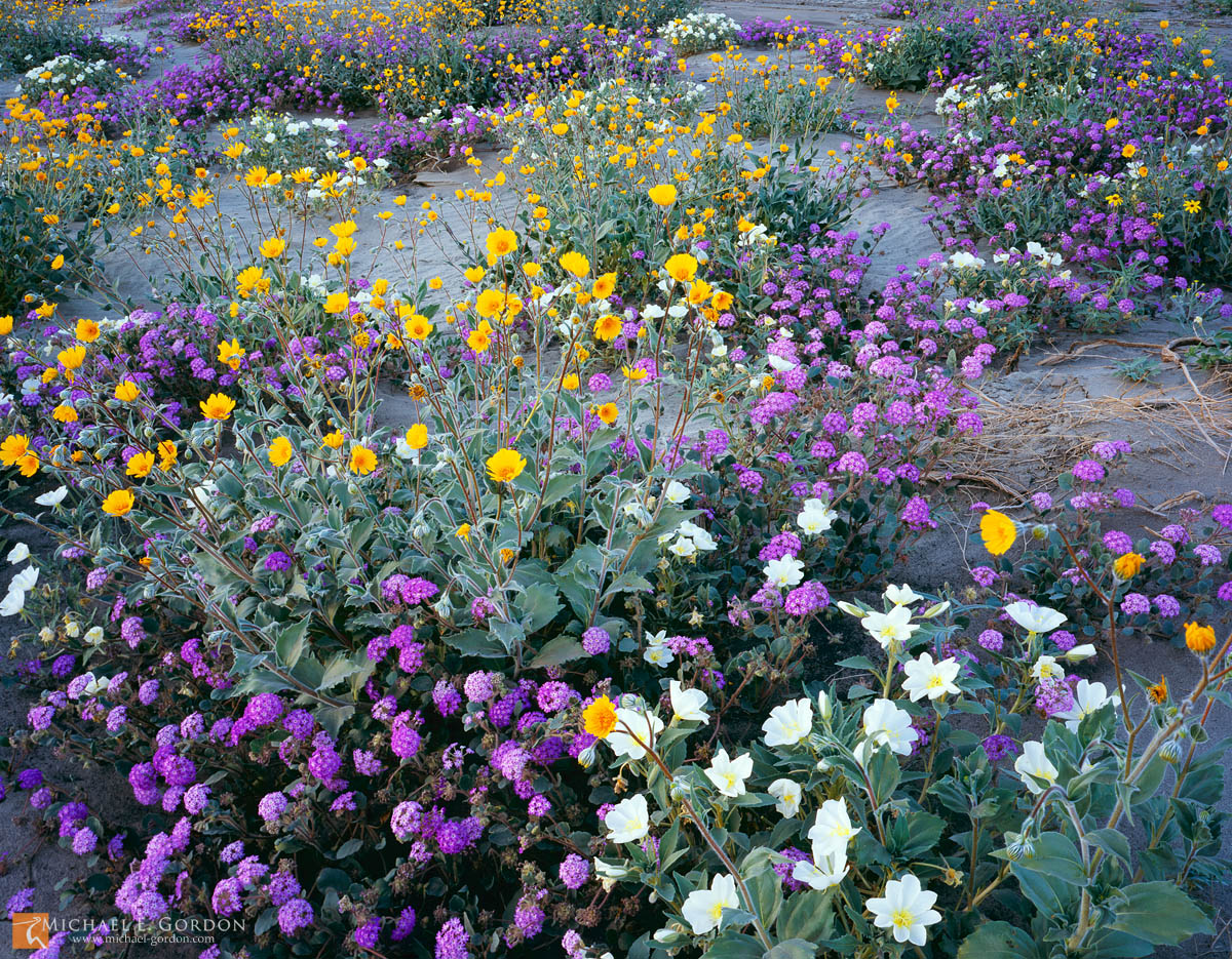 A bountiful spring desert wildflower bloom carpets the floor of Borrego Valley, California. Desert Sunflower (Geraea canescens...