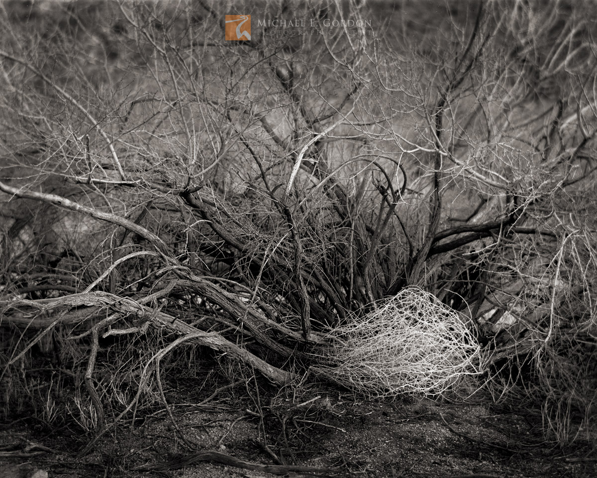 A windblown tumbleweed (Salsola tragus) in the&nbsp;shelter of&nbsp;a&nbsp;Catclaw Acacia (Acacia greggii). Logos and watermarks...