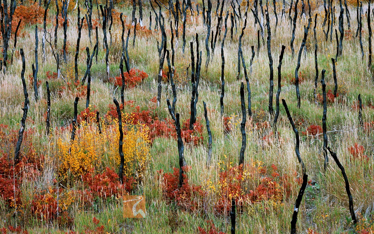 Wildfire-blackened trunks of Gambel's Oak (Quercus gambelii) contrast with beautiful autumn-colored regrowth. Logos and watermarks...