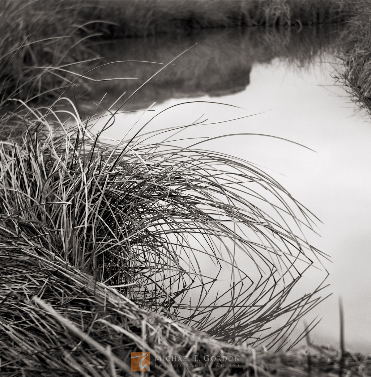 A quiet cattail (Typha angustifolia)&nbsp;lined curve of&nbsp;the Amargosa River, California. Logos and watermarks are not found...