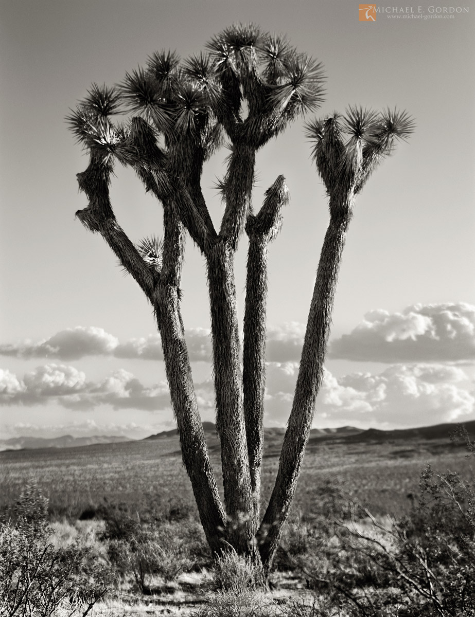 An elegant basal-sprouted Joshua tree (Yucca brevifolia) in the Western Mojave Desert.