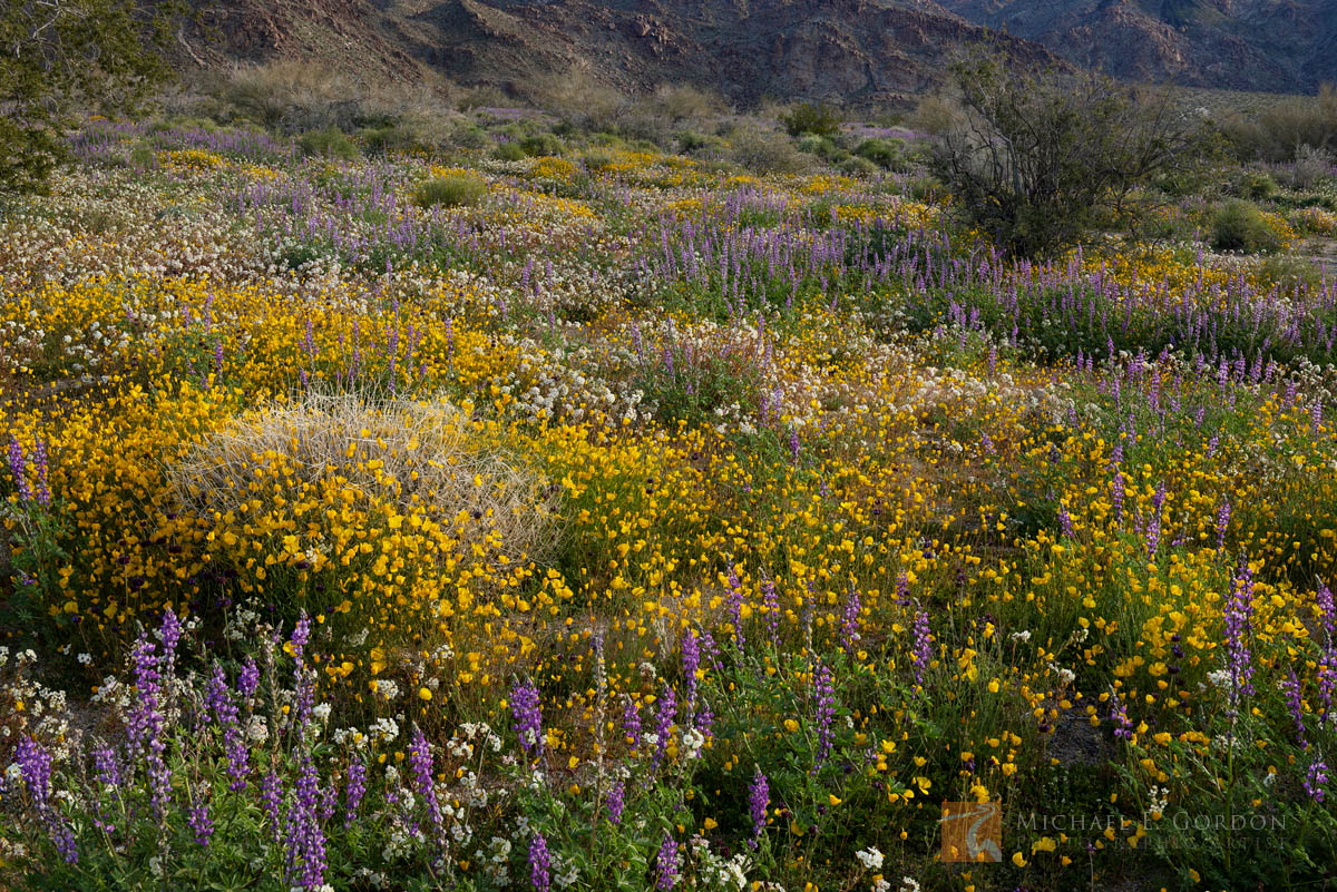 A wildflower superbloom of Desert Gold Poppies (Eschscholzia glyptosperma), Arizona Lupine (Lupinus arizonicus), and Brown-eyed...