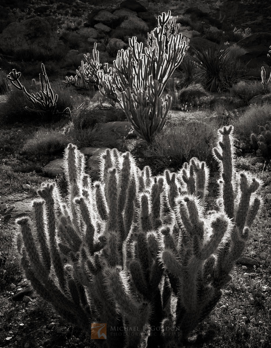 Beautifully backlit Buckhorn Cholla (Cylindropuntia acanthocarpa) glows under afternoon sun.