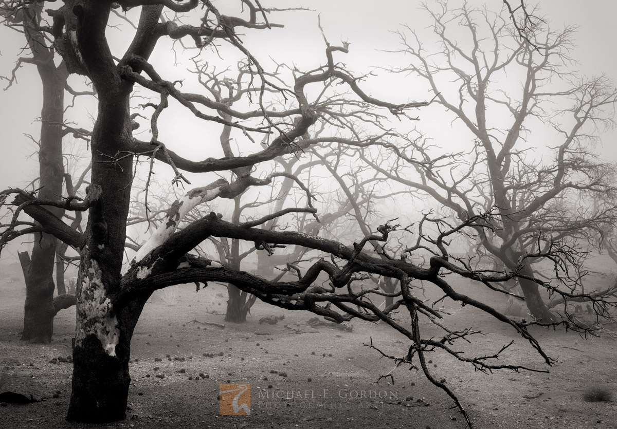 An uncommon&nbsp;desert ground fog following a thunderstorm&nbsp;reveals a wildfire burned pinyon pine (Pinus monophylla) forest...