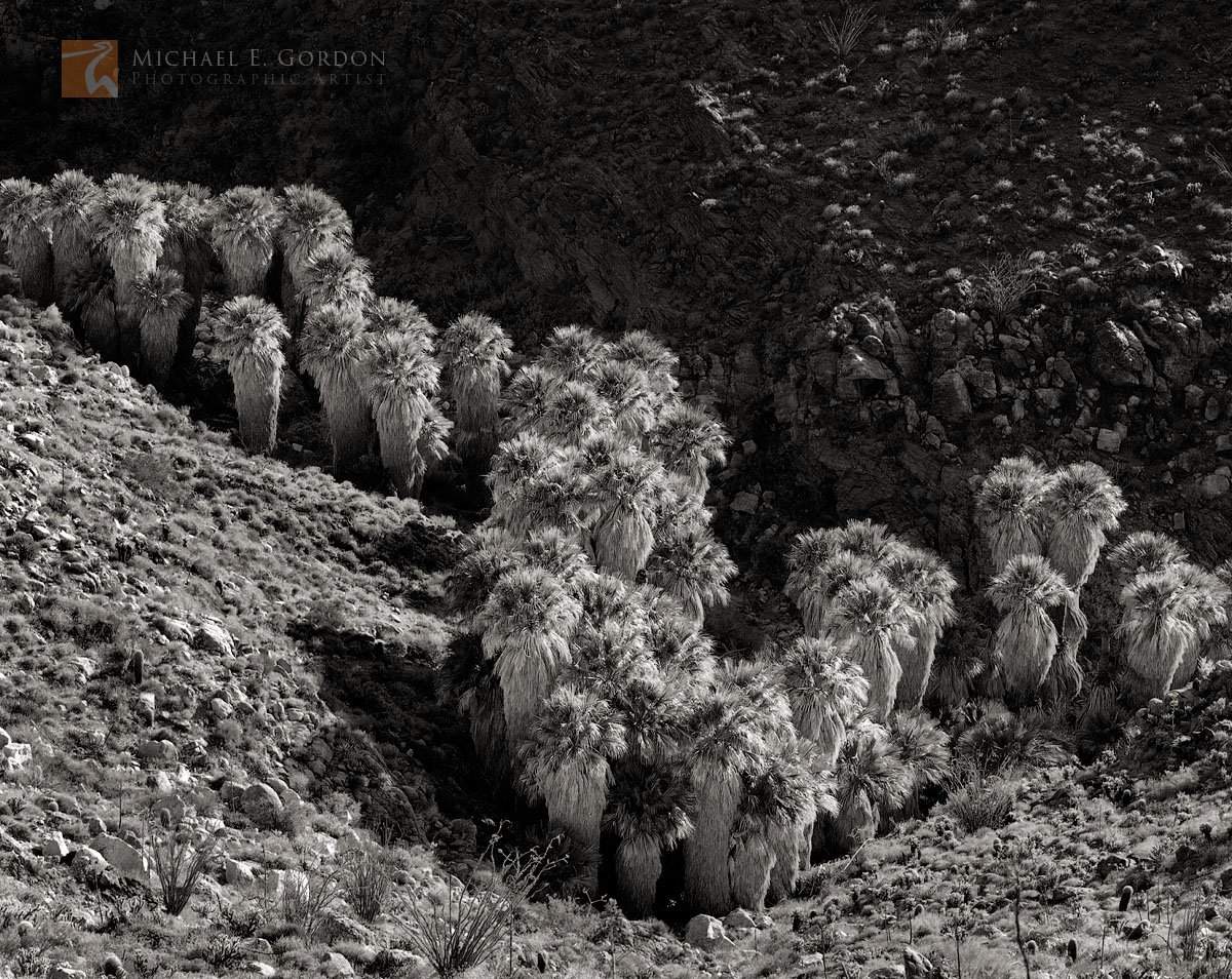 A wild and native Desert Palm Oasis (Washingtonia filifera)&nbsp;deep in a Colorado Desert canyon.  Logos and watermarks are...