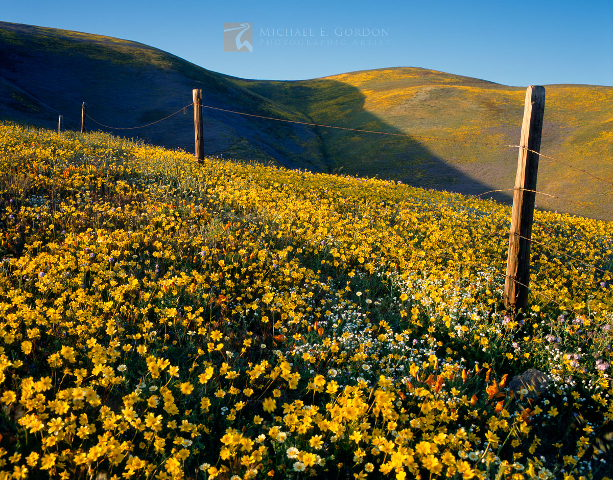 Vast wildflower fields of&nbsp;Coreopsis and Lupine blanket the hills of Gorman Valley.Logos and watermarks are not found on...