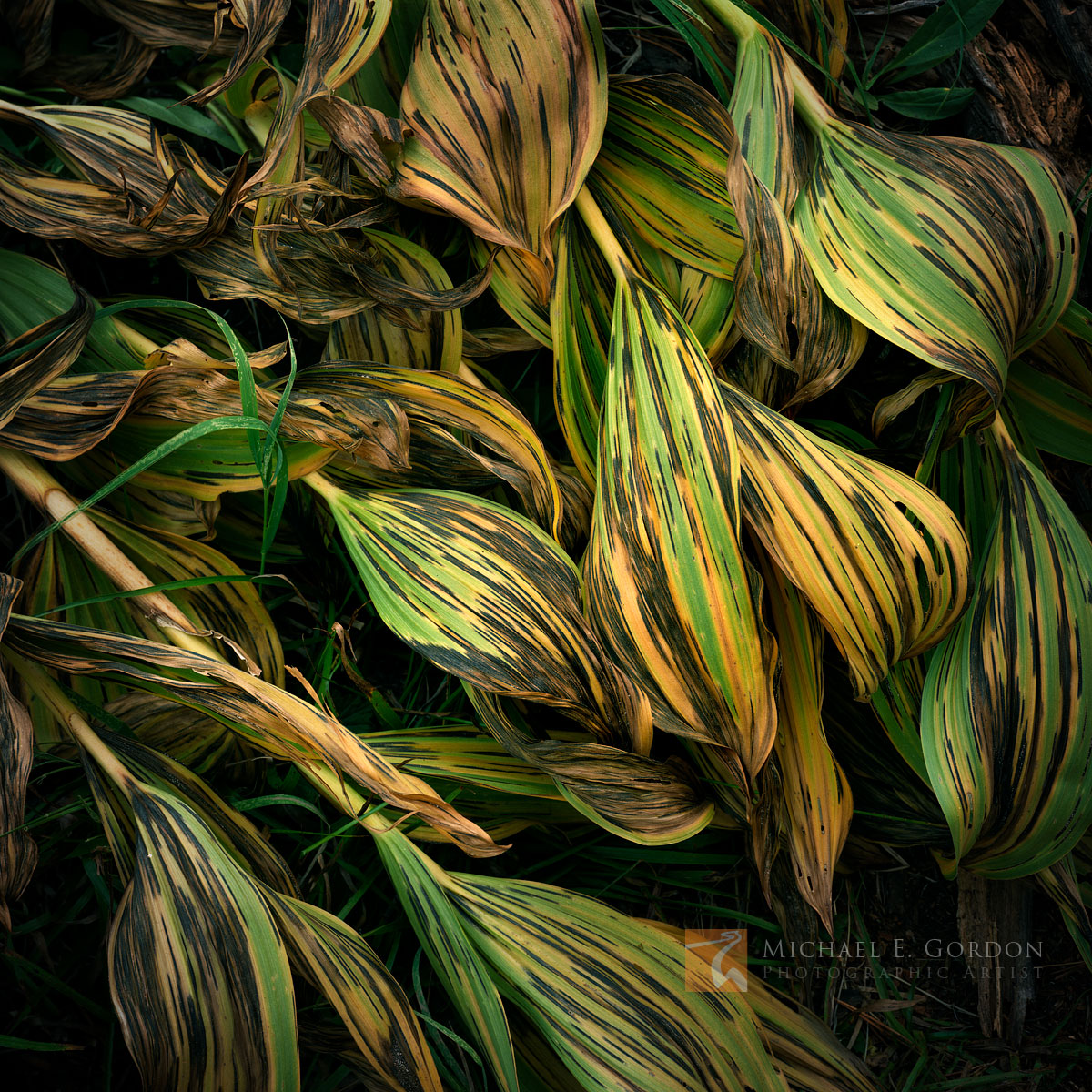 Elegant and graceful California Corn Lily (Veratrum californicum) fades toward autumn color and eventual death.Logos and watermarks...