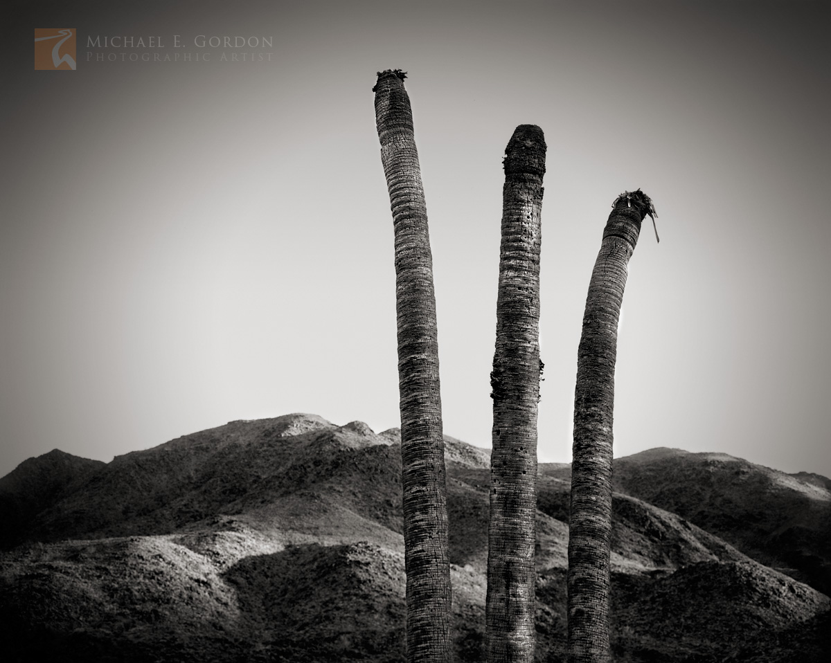 Dead California fan palm trees (Washingtonia filifera) at a&nbsp;wild and native desert palm oasis in the Colorado (Sonoran)...