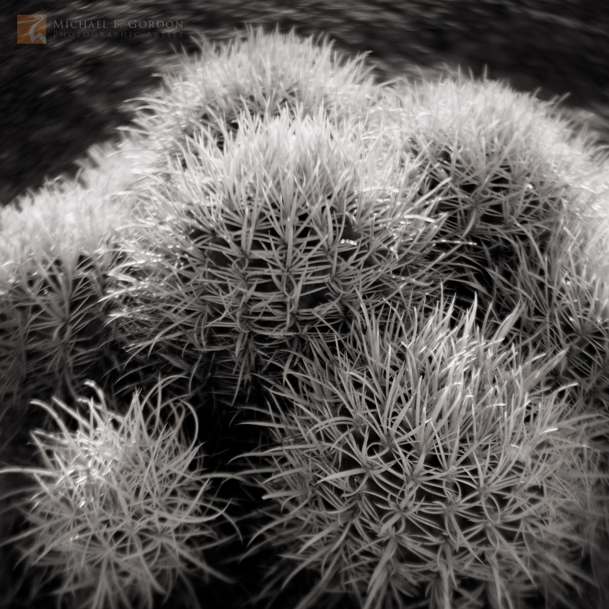Afternoon backlight on&nbsp;Cottontop Cactus (Echinocactus polycephalus).Logos and watermarks are not found on any printed product...