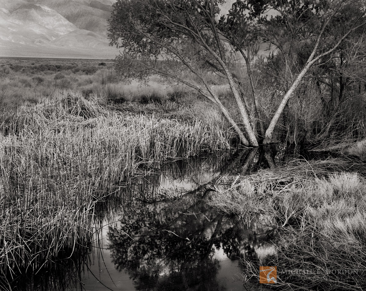 A submerged Cottonwood tree (Populus spp.) with Cattails (Typha spp.) along the Owens River. Inyo Mountains are seen in the distance...