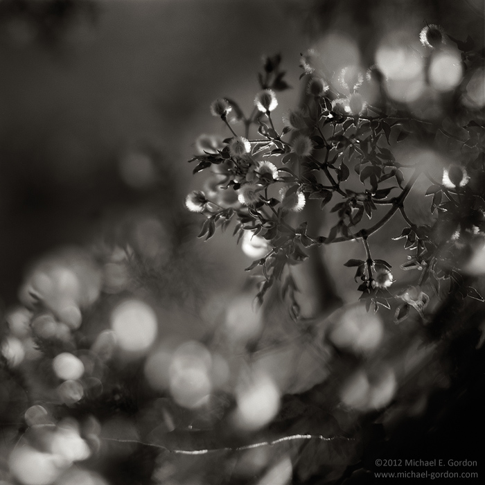 An abstract large format black and white photograph of Creosote bush (Larrea tridentata) seed pods backlit by the afternoon sun...