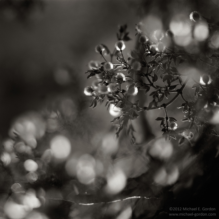 An abstract large format black and white photograph of Creosote bush (Larrea tridentata) seed pods backlit by the afternoon sun...