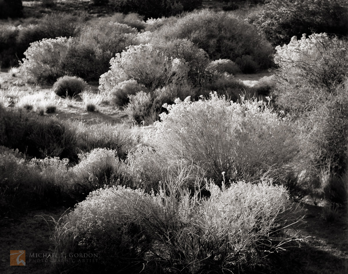 Rabbitbrush (Ericameria) and other shrubs bask in the beautiful light of&nbsp;late afternoon. Logos and watermarks are not found...