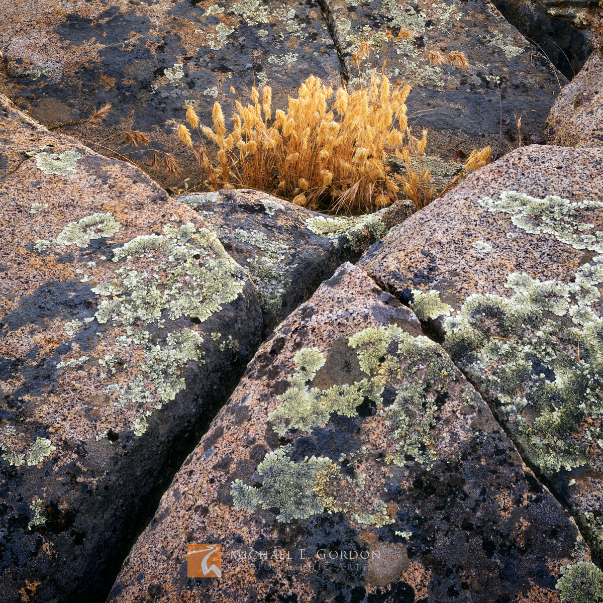 Dried autumn grasses embraced by&nbsp;a pocket of lichen covered granite.Logos and watermarks are not found on any printed product...
