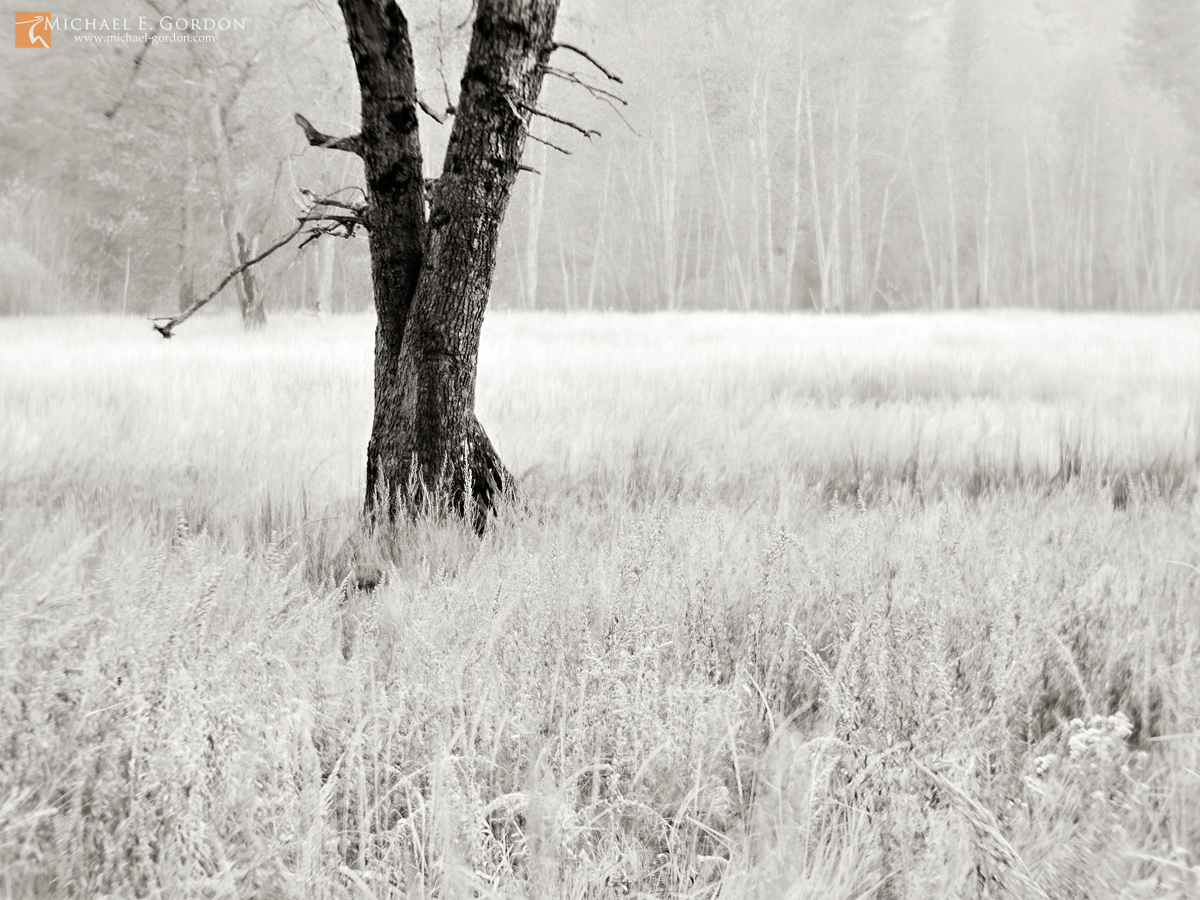 A misty Yosemite late autumn&nbsp;meadow lined with oak (Quercus), pine (Pinus), and cottonwood (Populus)&nbsp;trees.Logos and...