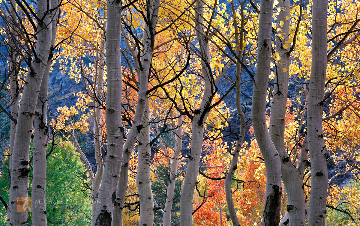 Late afternoon back-light illuminates peak autumn color in a High Sierra&nbsp;Quaking Aspen&nbsp;grove&nbsp;(Populus tremuloides...