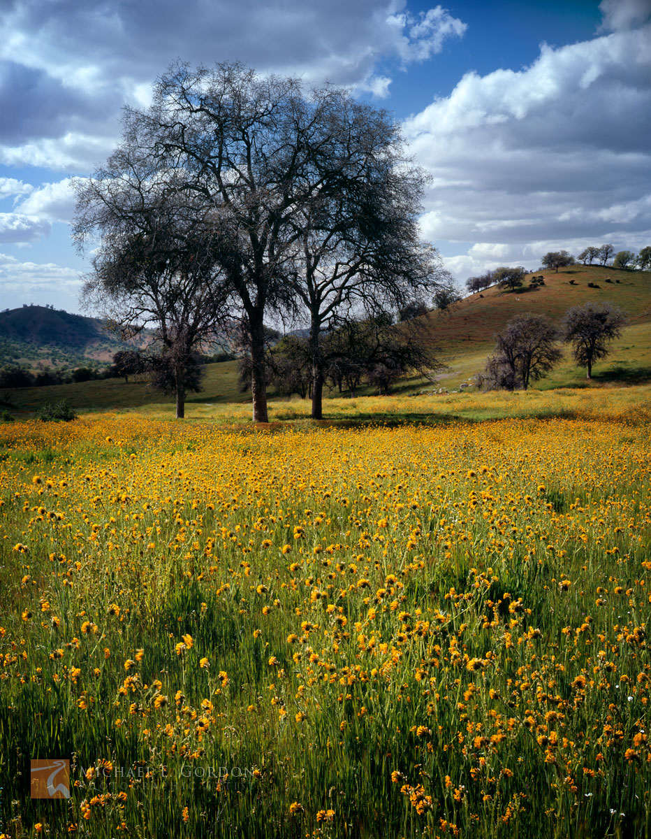 Menzies' Fiddleneck wildflowers (Amsinckia menziesii)&nbsp;and oak trees (Quercus spp)&nbsp;in the rolling western foothills...