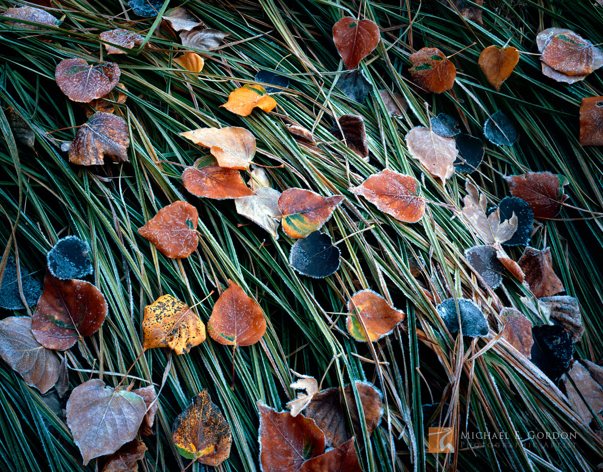 Frosted Cottonwood Leaves (Populus fremontii) and Grass.Logos and watermarks are not found on any printed product. This feature...