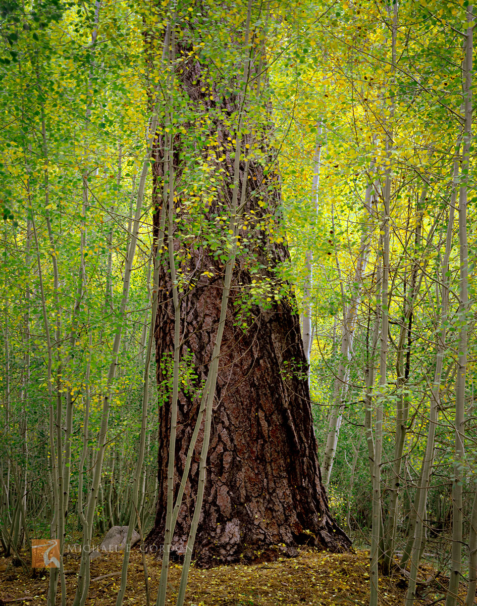 A stately Ponderosa Pine (Pinus ponderosa) surrounded by Quaking Aspen saplings (Populus tremuloides) wearing the colors of...