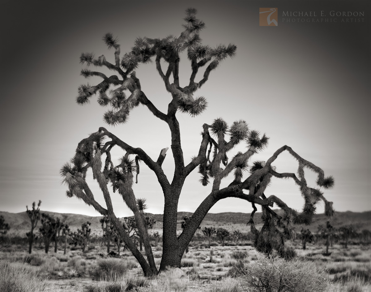 A serene morning dawns over a large Joshua tree (Yucca brevifolia) and Lost Horse Valley. Logos and watermarks are not found...