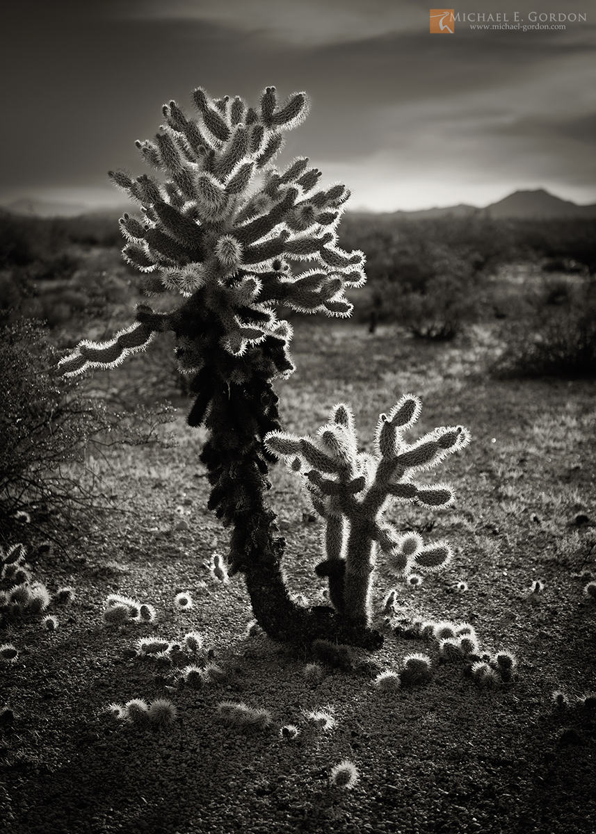 Teddybear or Jumping Cholla (Cylindropuntia bigelovii) at sunset, near the Stepladder Mountains, Mojave Desert. Every photograph...