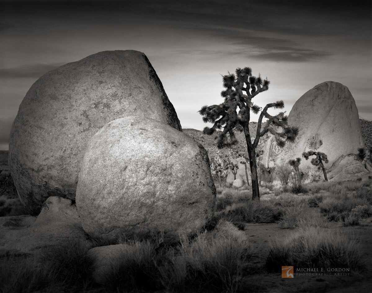 A serene morning dawns over the rock formations and Joshua trees (Yucca brevifolia) of Lost Horse Valley. Logos and watermarks...