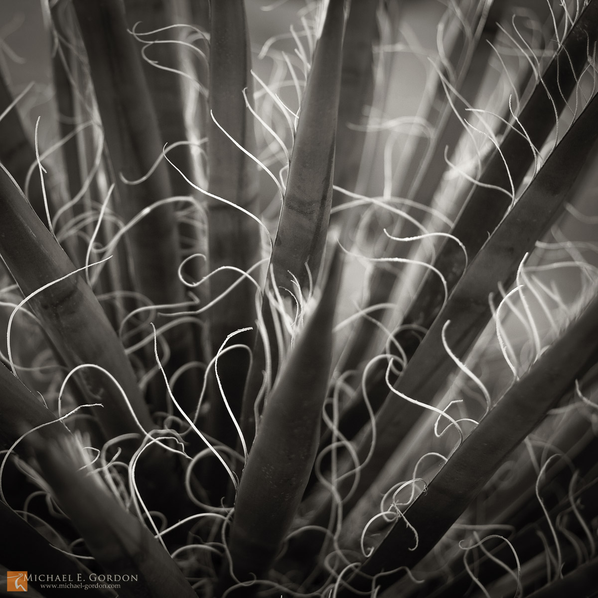 Mojave Yucca (Yucca schidigera) abstraction.