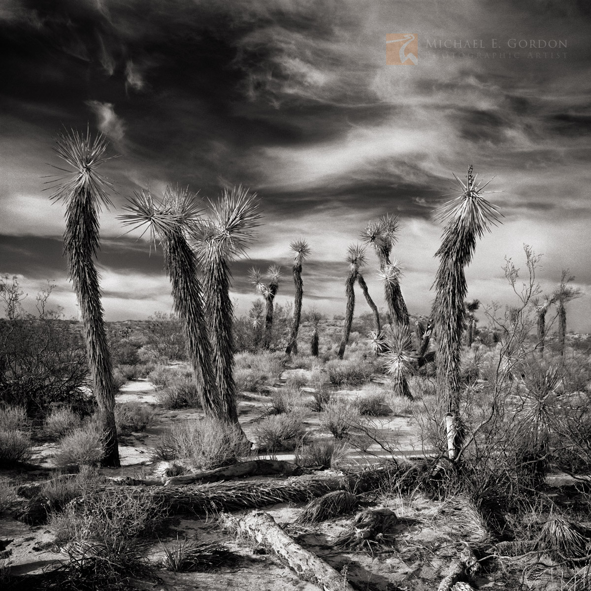 An unusual group of Joshua trees (Yucca brevifolia) before an incredible cirrus cloud-filled Indian Summer sky. Mojave Desert...