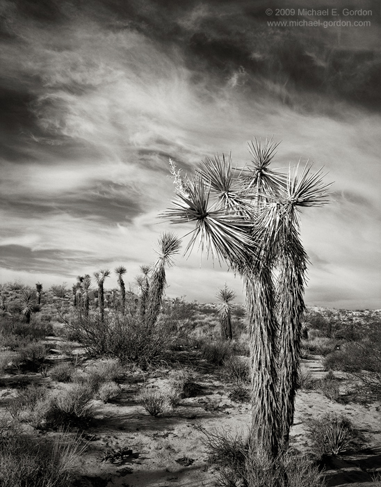 fine art, photo, picture, photograph, print, black and white, b/w, Joshua Tree, Yucca brevifolia, Mojave Desert, California