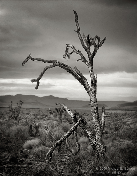 fine art, photo, picture, photograph, print, black and white, b/w, Joshua Tree, Yucca brevifolia, Mojave Desert, California